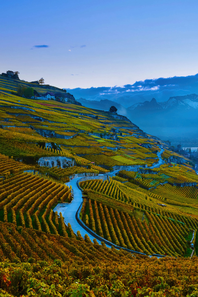 Виноградные плантации в горах 