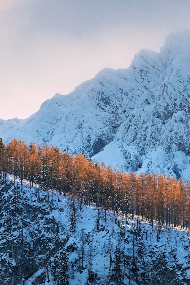 Покрытые холодным белым снегом горы с лесом