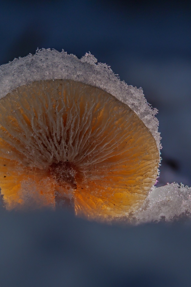 Маленький гриб замерзает под снегом