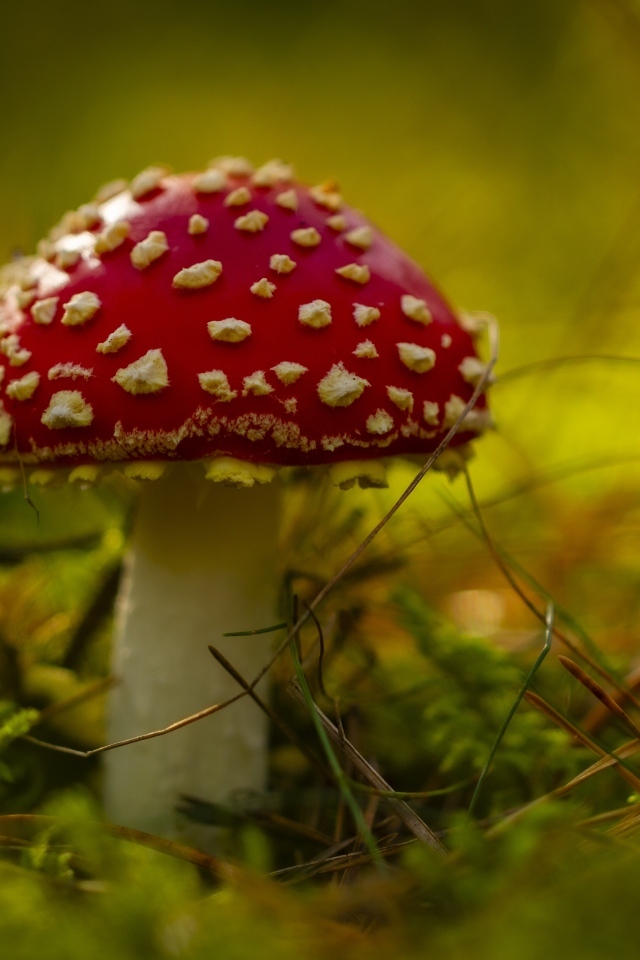 Большой красный мухомор на покрытой мхом земле