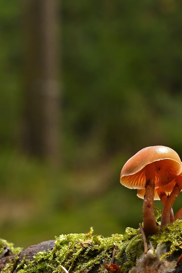 Пластинчатые грибы на покрытой мхом земле