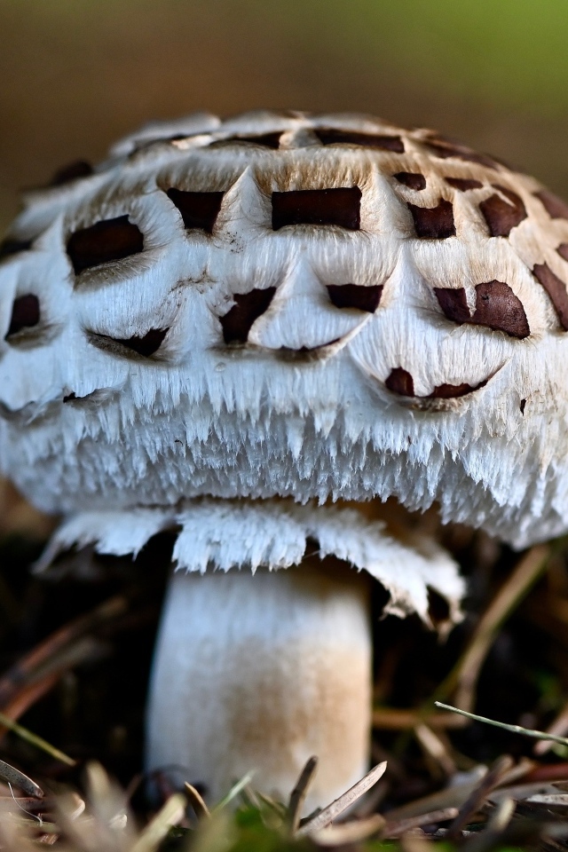 Большой гриб шампиньон на земле