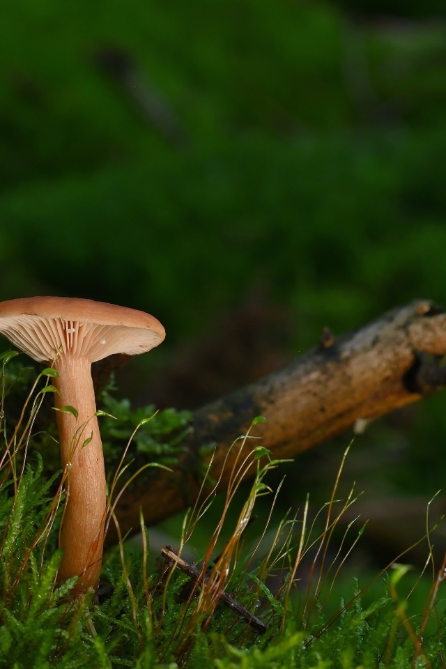 Гриб в лесу на земле покрытой зеленым мхом