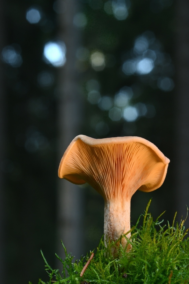 Гриб с зеленым мхом крупным планом