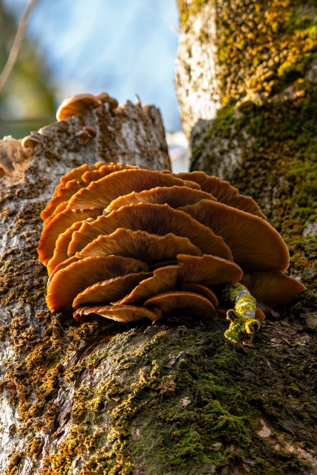Грибы на покрытом мхом дереве осенью