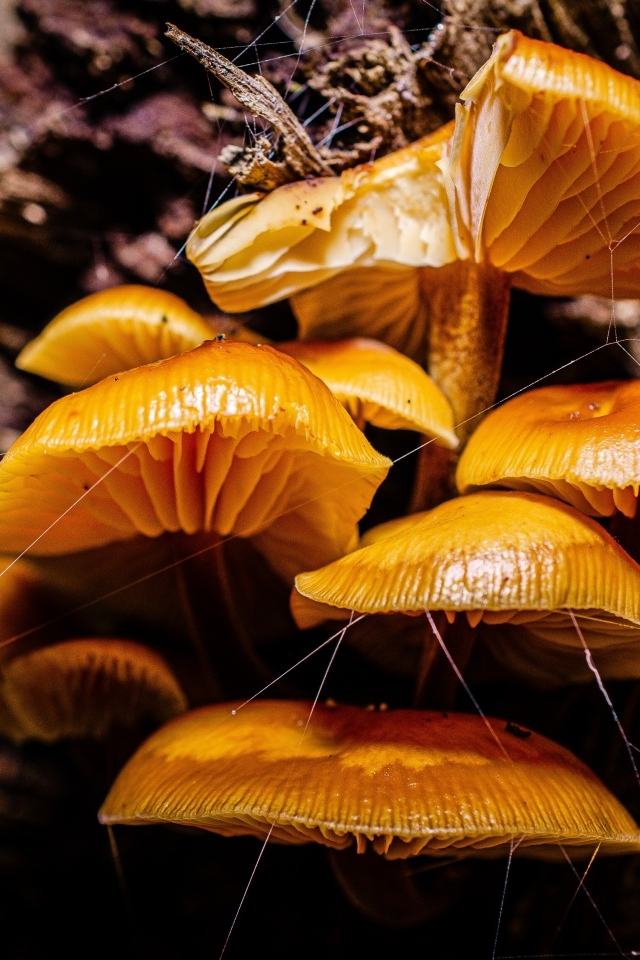 Грибы на старом сухом дереве