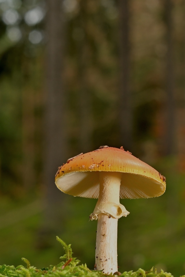 Оранжевый гриб растет в лесу