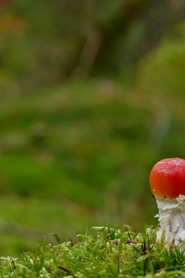 Маленький растущий гриб мухомор в лесу