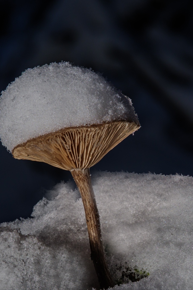 Маленькие гриб в снегу на земле в лесу