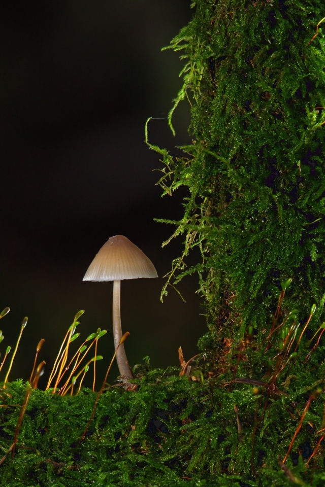 Маленький гриб на покрытой зеленым мхом земле