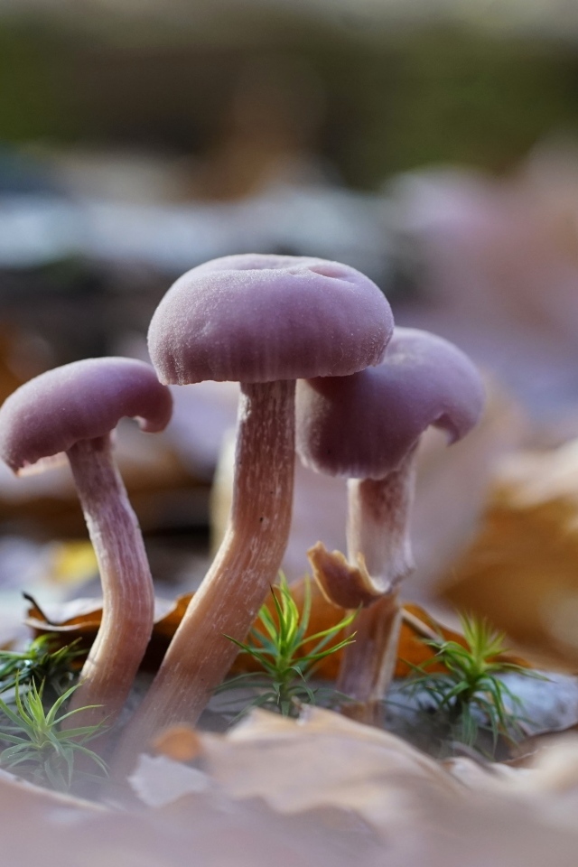 Маленькие грибы Лаковица аметистовая в листьях