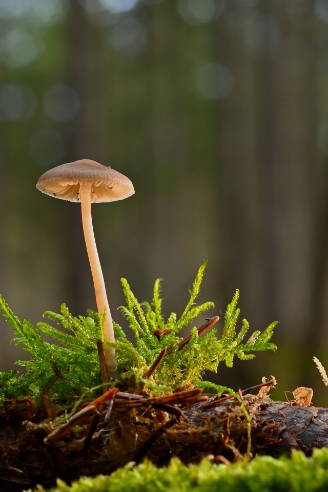 Маленький ядовитый гриб на покрытой мхом земле