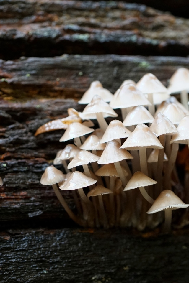 Маленькие дикие ядовитые грибы на дереве