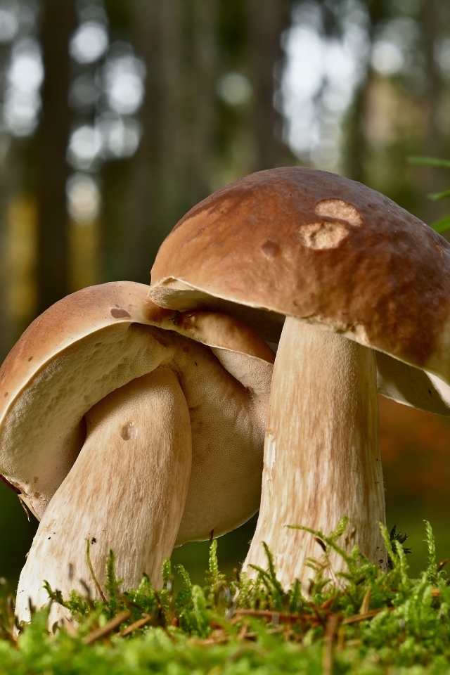 Два больших подберезовика в лесу