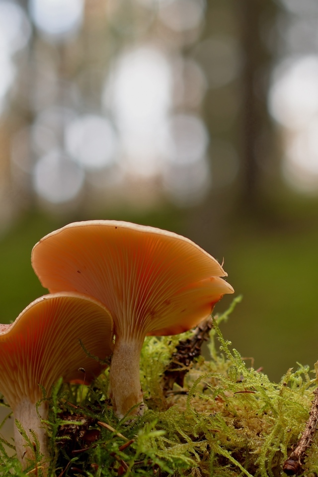 Два гриба рядом на покрытой мхом земле в лесу