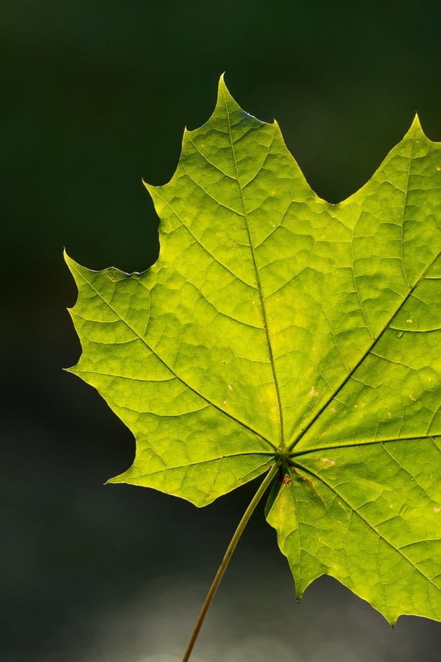 Красивый зеленый лист клена