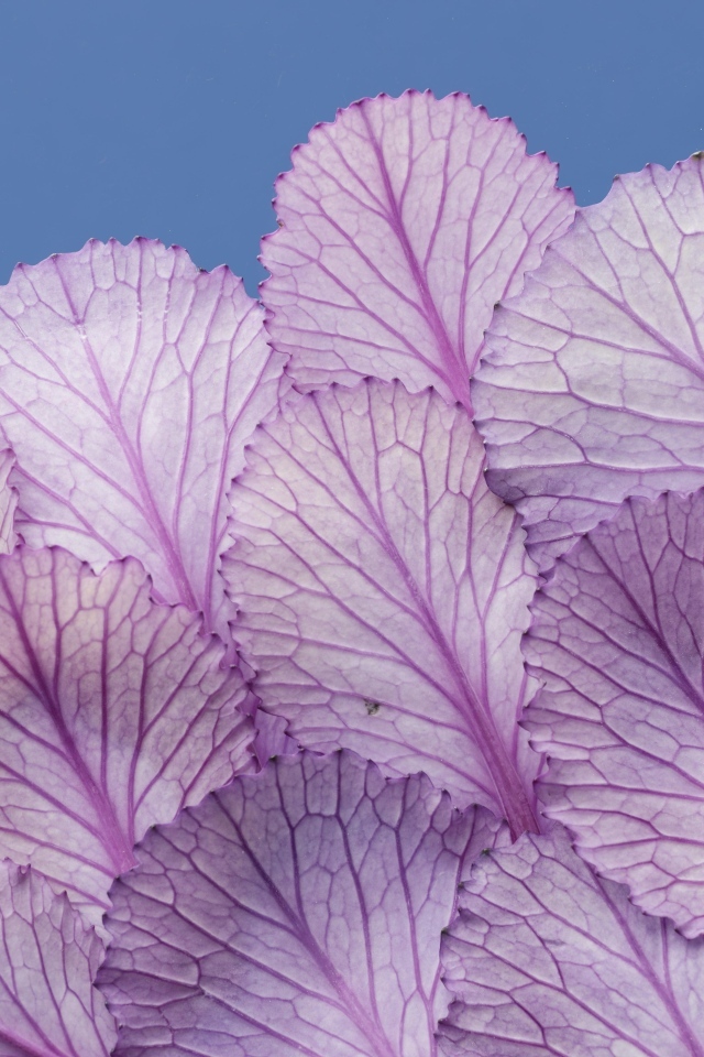 Листья капусты на синем фоне