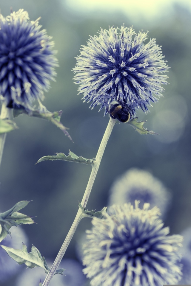 Колючие шарики чертополоха крупным планом