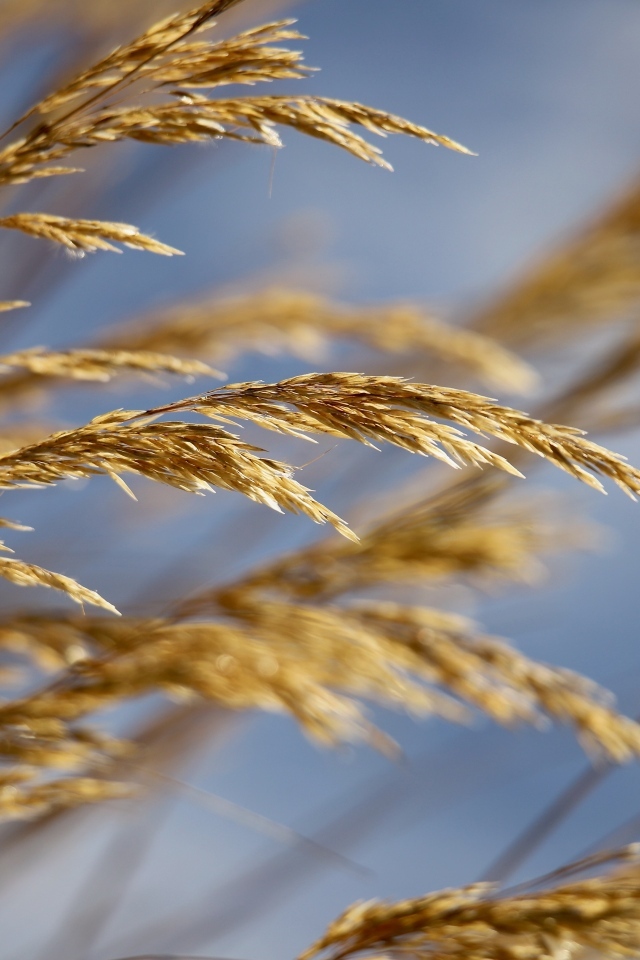 Колосья полевой травы крупным планом