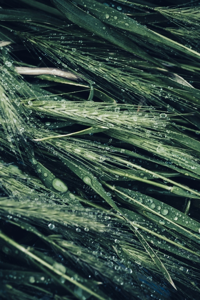 Зеленые колосья травы в каплях дождя