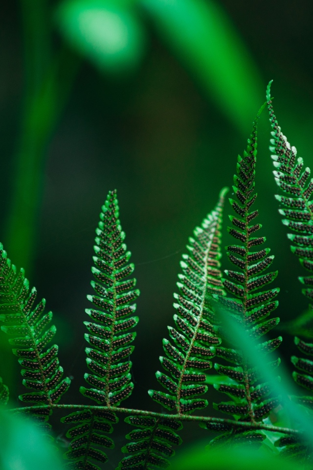 Зеленые листья папоротника крупным планом