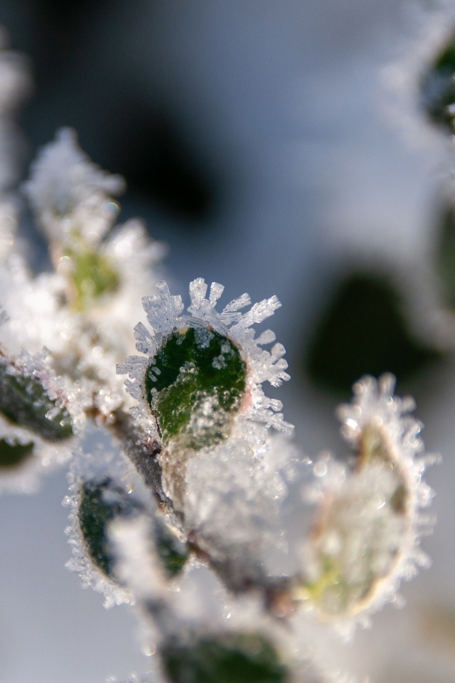 Зеленые листья покрытые холодным инеем