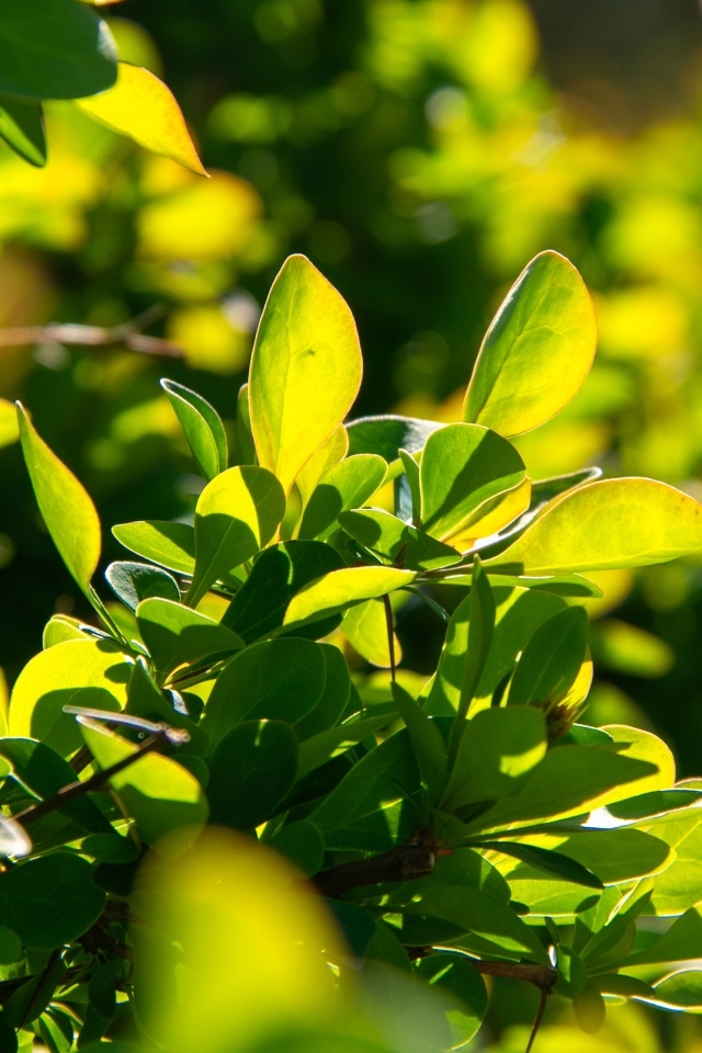 Зеленые листья барбариса на кусте