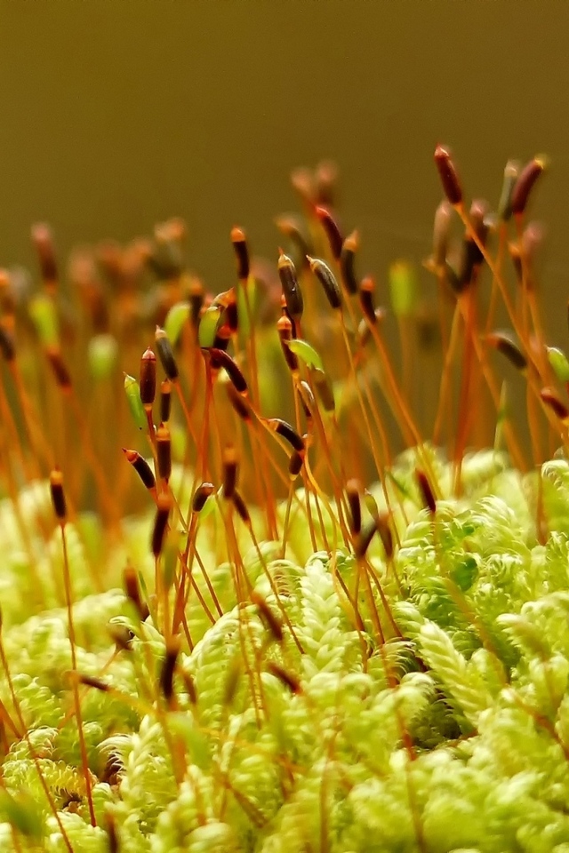 Зеленый мох на земле крупным планом