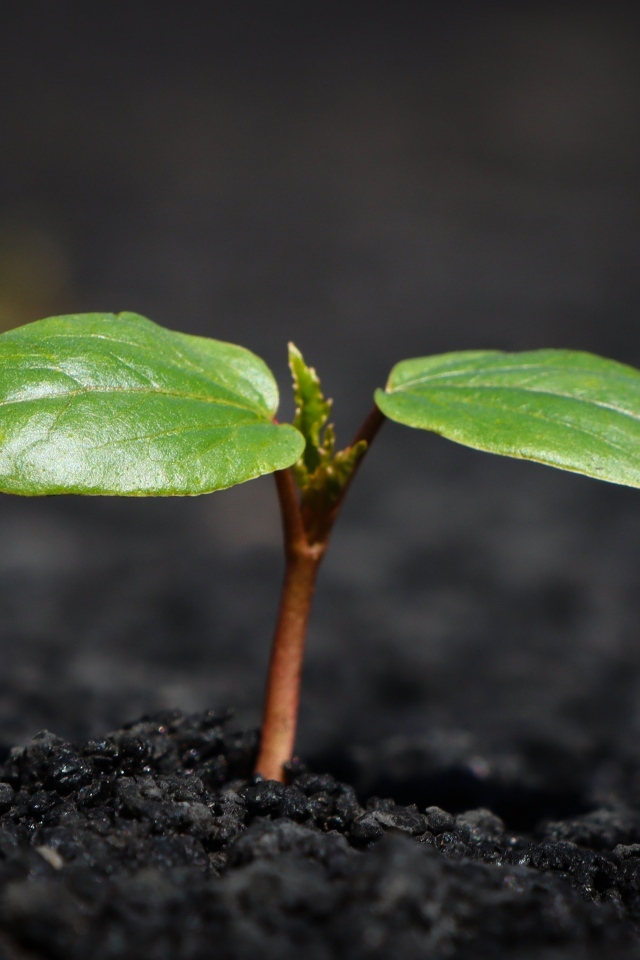 Зеленое маленькое растение на земле