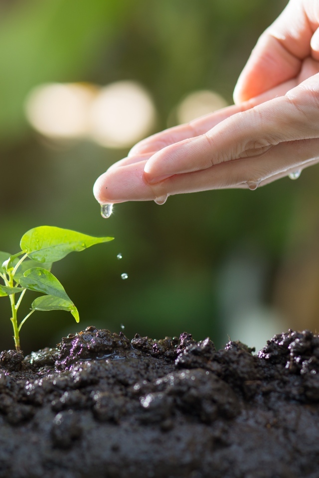Зеленый росток поливают из ладони