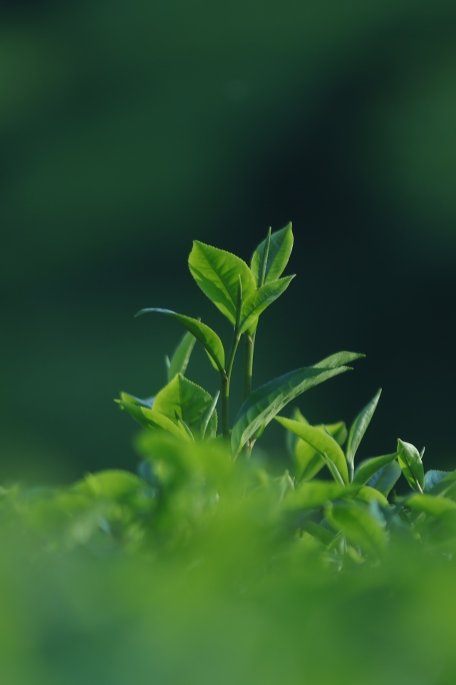 Зеленые листья чая на плантации