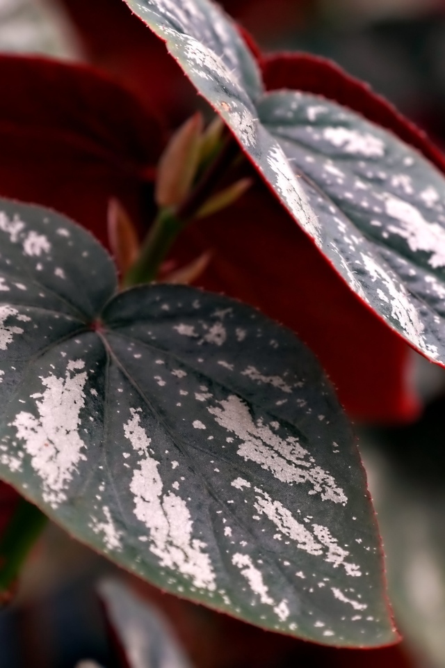 Огромные зеленые с белыми полосками листья растения