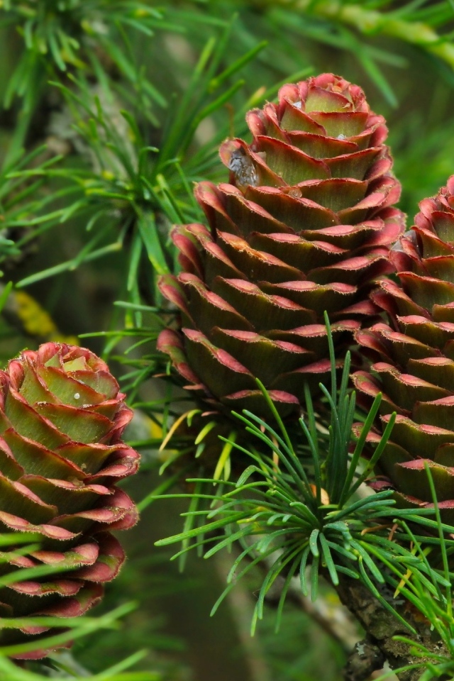 Большие шишки на ветках хвойного дерева