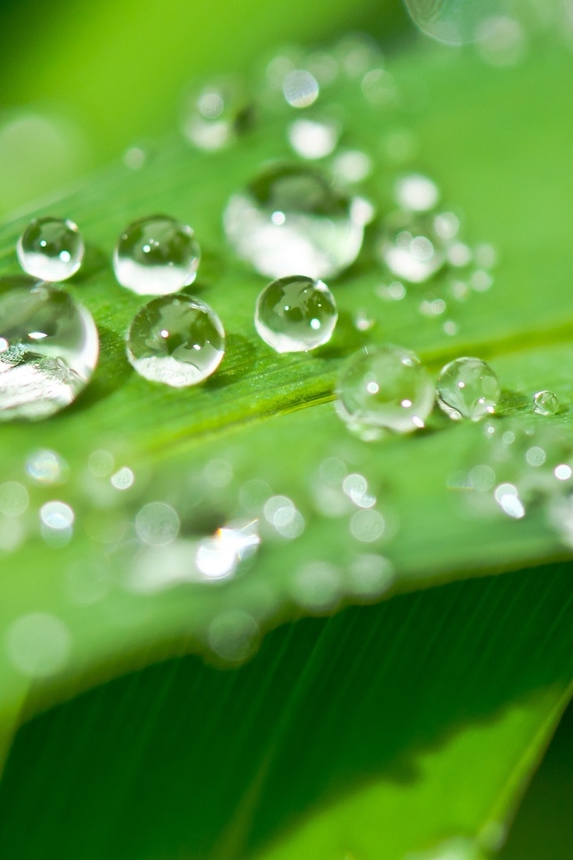 Много капель воды на зеленом листке