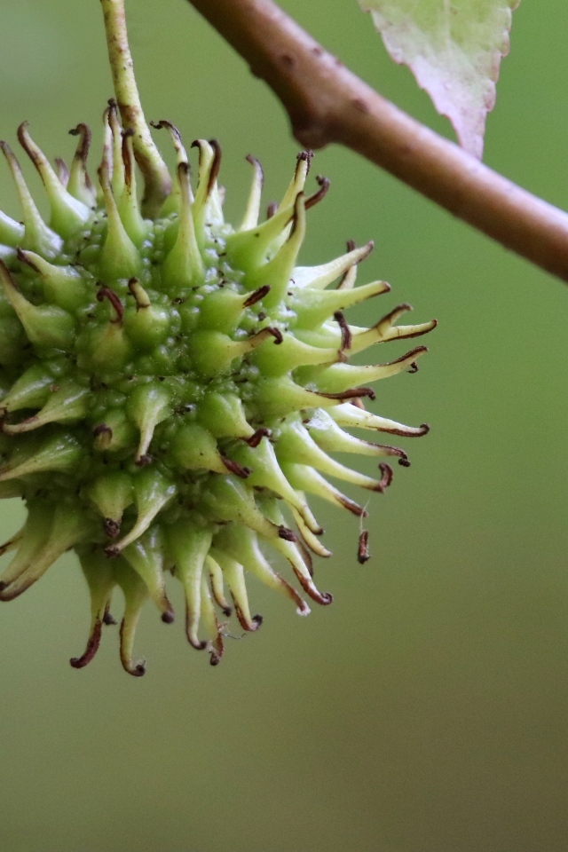 Колючий плод на ветке дерева