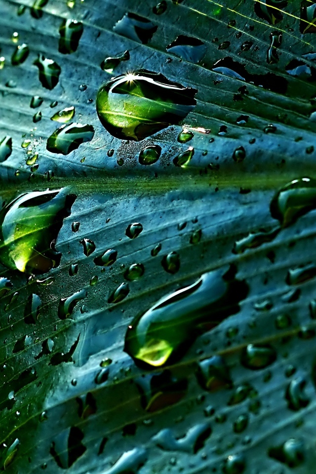 Дождевые капли на зеленом листке