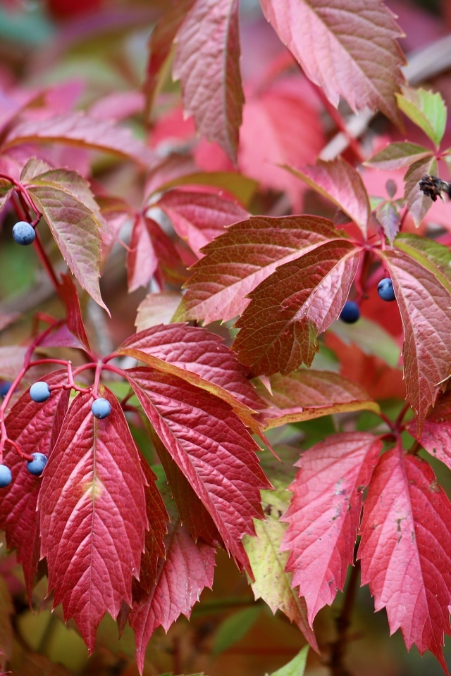 Красные листья дикого винограда