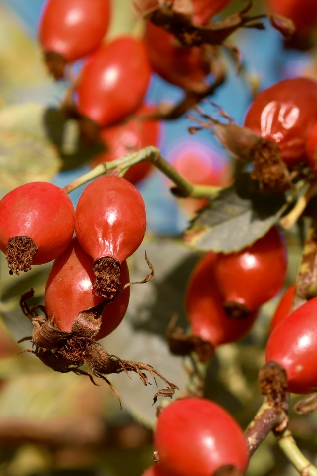 Красные ягоды шиповника на ветках