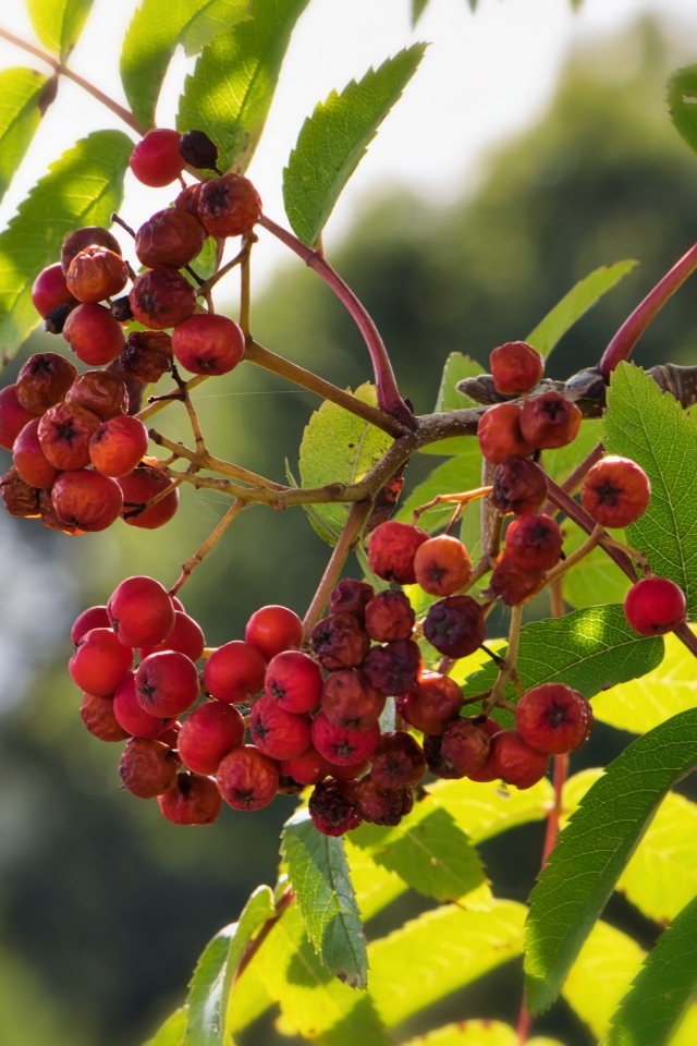 Красные ягоды рябины на ветке крупным планом