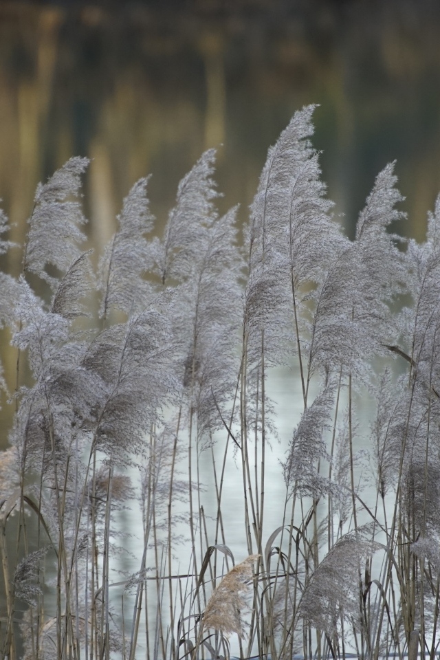 Колосья тростника у воды