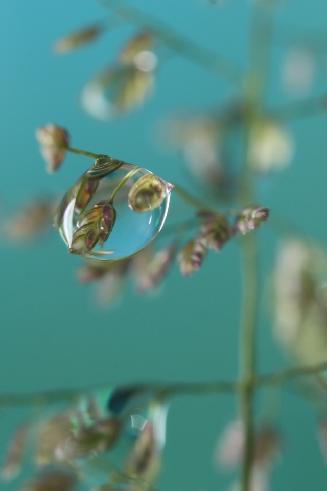 Прозрачная капля на колоске 