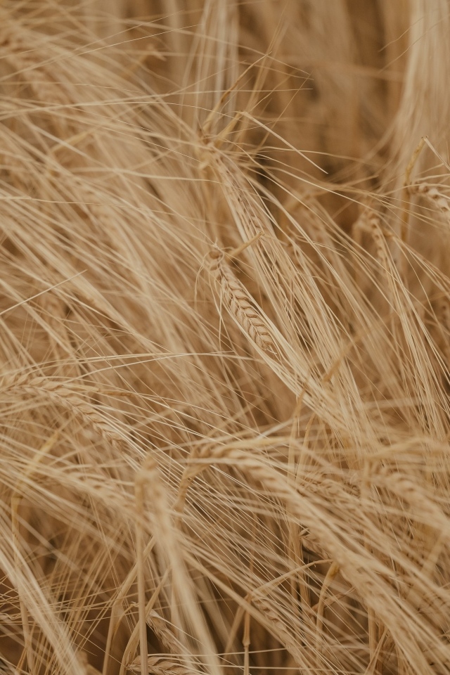 Желтая сухая пшеница крупным планом на поле