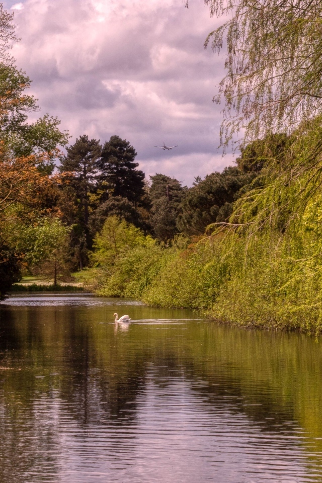Красивый вид на тихую реку с лебедем