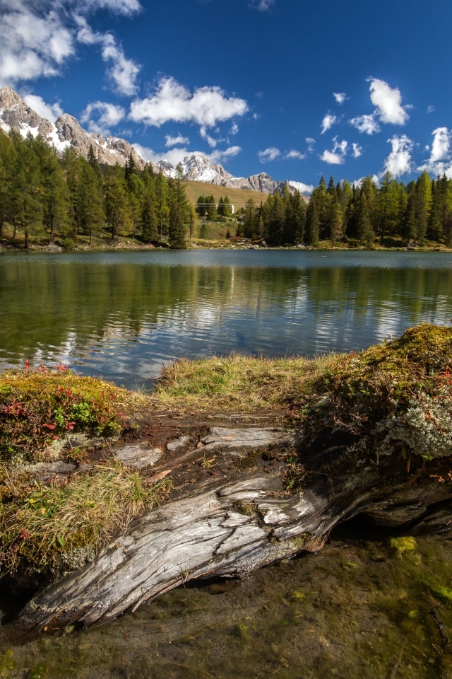 Сухое дерево на берегу озера в горах 