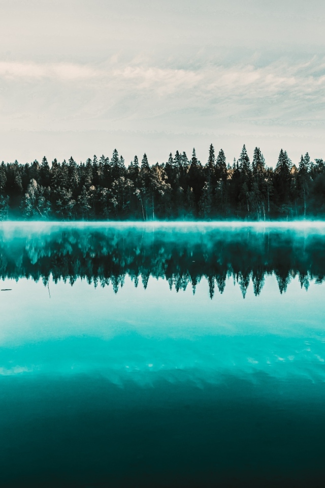 Туман над холодным озером у хвойного леса