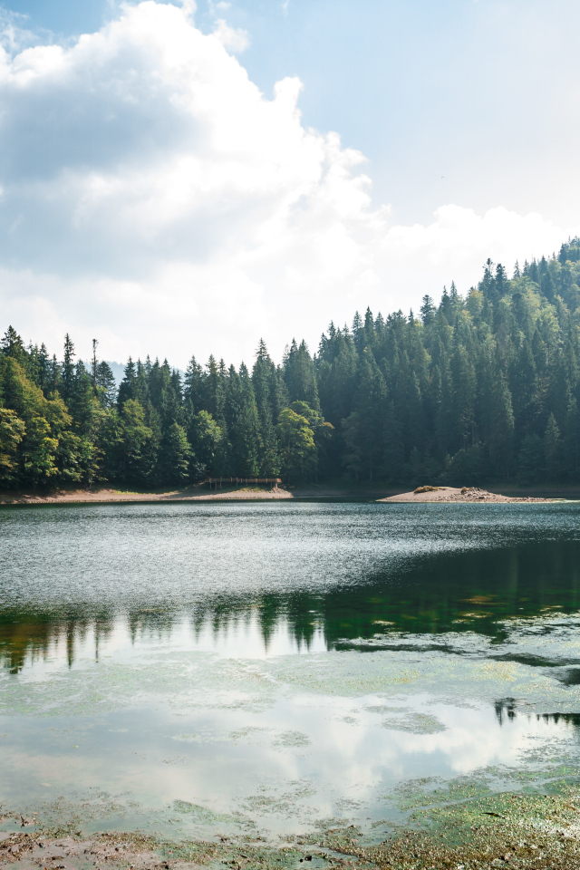 Лесное озеро покрывается тиной на берегу