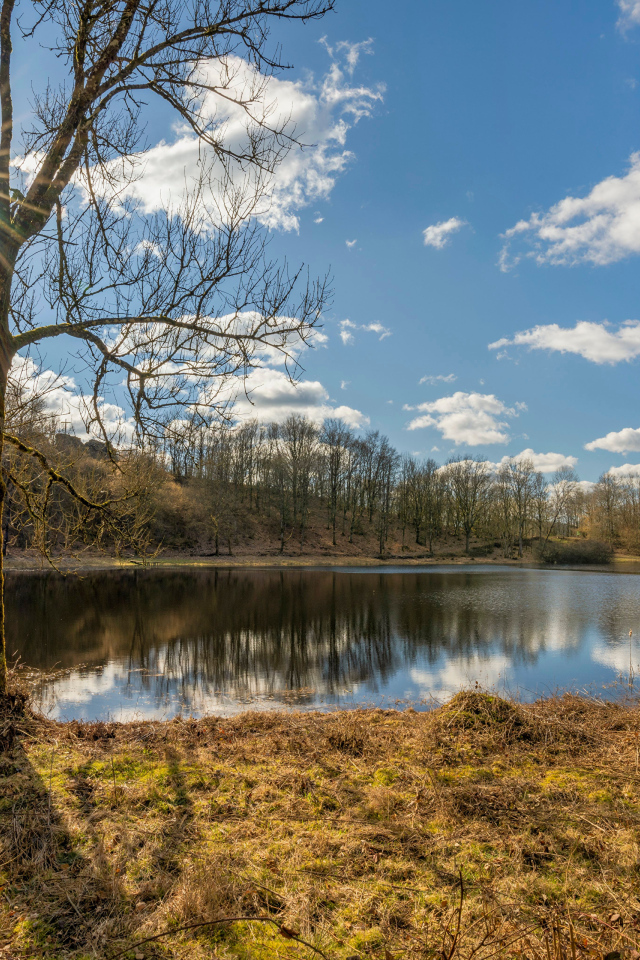 Озеро и деревья в парке в лучах солнца