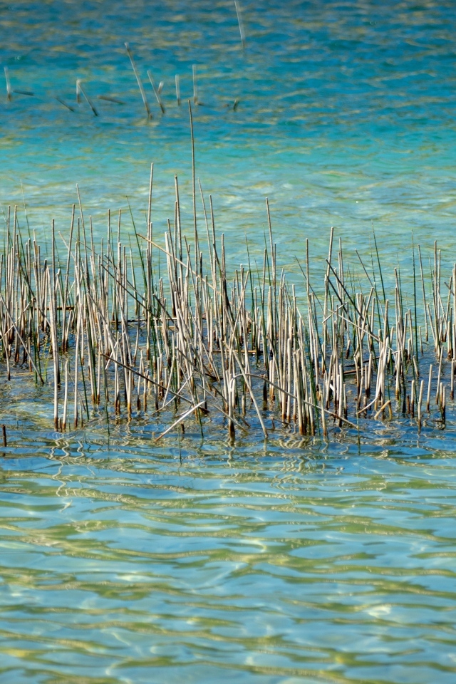 Камыши растут в голубой воде озера