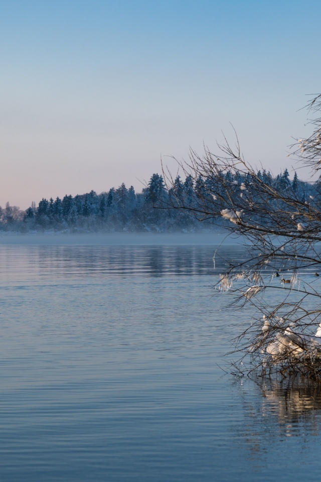 Заснеженные ветки дерева у озера