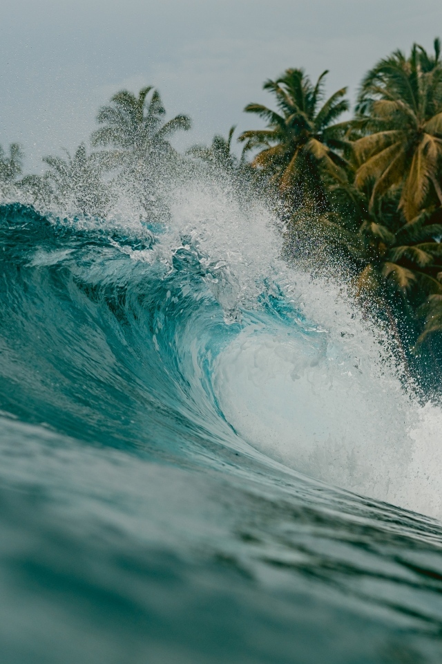 Высокая волна с пальмами на берегу моря